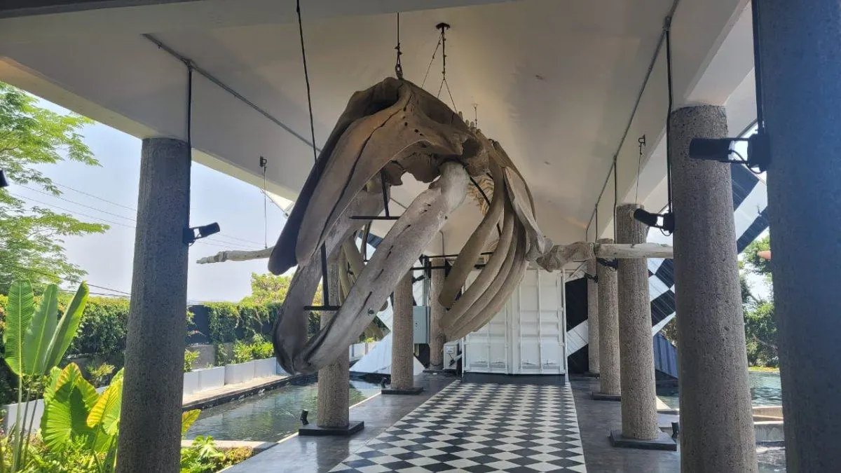 MUNBA — Cetaceum Museum of Latin America, image 3